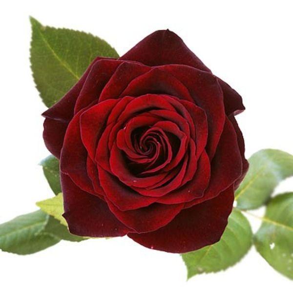 Rose Burgundy - Bulk and Wholesale – Bunches Direct USA