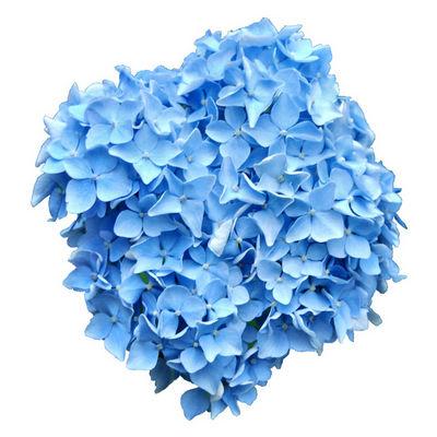Hydrangeas Blue - Bulk and Wholesale