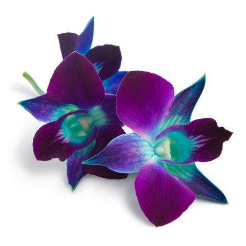 Dendrobium Orchid Blue - Bulk and Wholesale