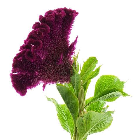 Celosia Purple - Bulk and Wholesale