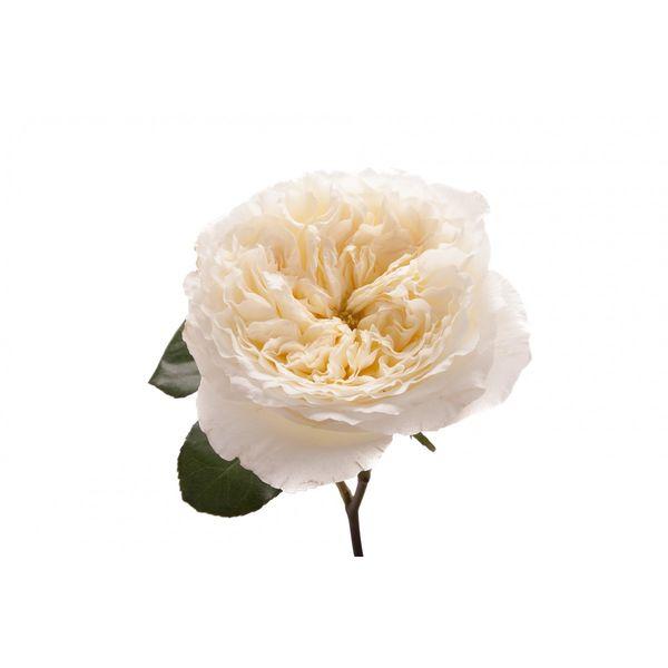 Garden Rose Ivory - Bulk and Wholesale