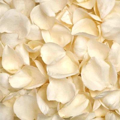 Fresh Ivory Rose Petals - Bulk and Wholesale