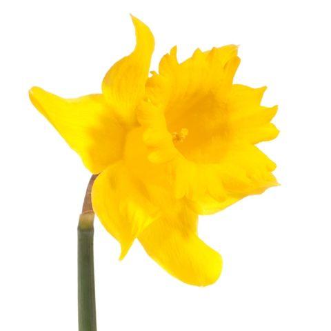 Daffodils Yellow - Bulk and Wholesale