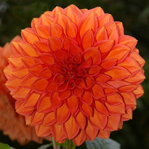 Dahlia Orange - Bulk and Wholesale