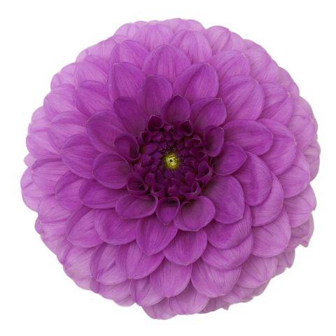 Dahlia Purple - Bulk and Wholesale