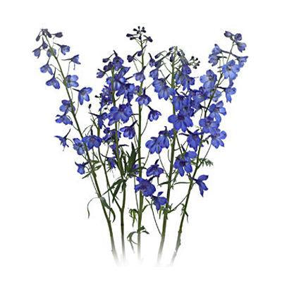 Delphinium Blue - Bulk and Wholesale