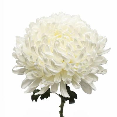 Chrysanthemum Football White - Bulk and Wholesale