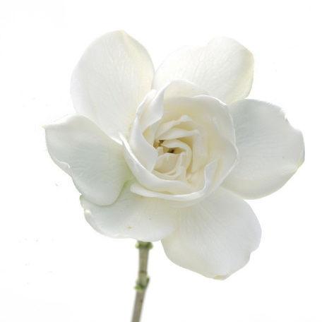 Gardenia White - Bulk and Wholesale