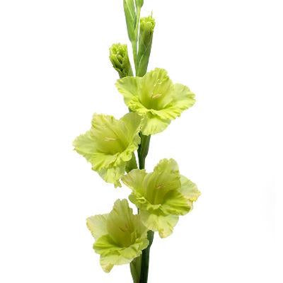 Gladiolus Green - Bulk and Wholesale