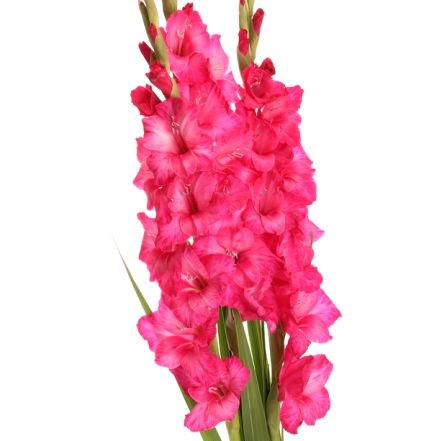 Large Pink Carnation Pin Corsage – Bunches Direct USA