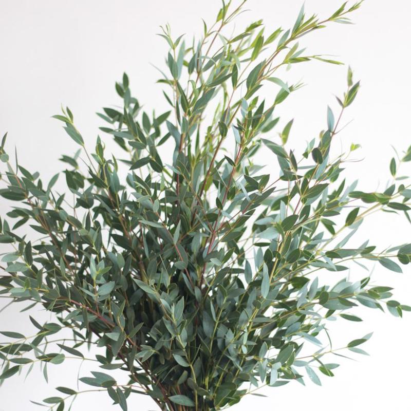 Eucalyptus Gunni - Bulk and Wholesale