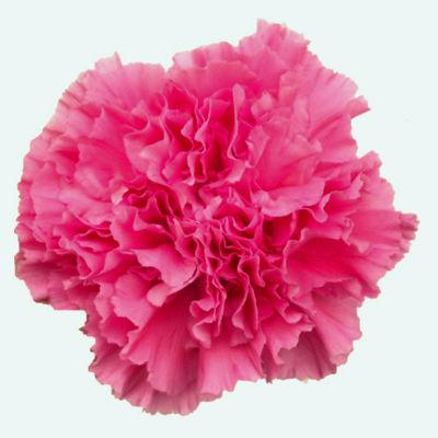 Carnation Hot Pink - Bulk and Wholesale