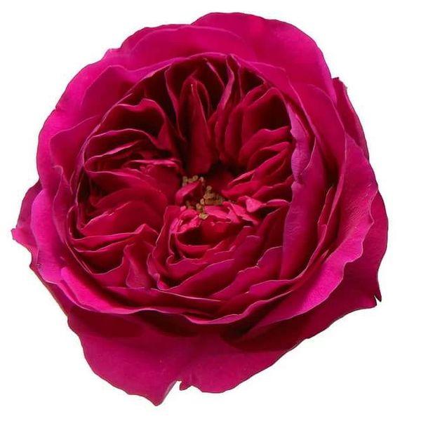 Garden Rose Hot Pink - Bulk and Wholesale