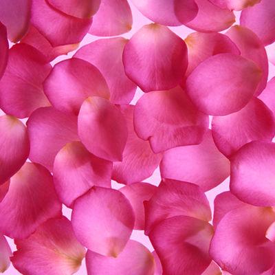 Fresh Hot Pink Rose Petals - Bulk and Wholesale