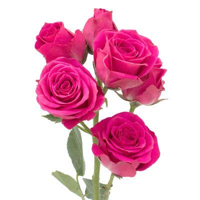 Spray Roses Hot Pink - Bulk and Wholesale