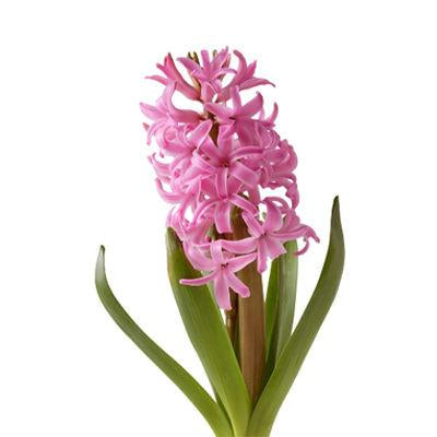 Hyacints Pink - Bulk and Wholesale