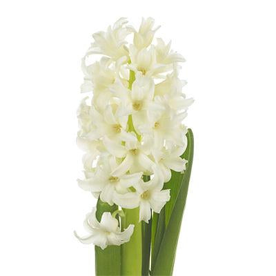 Hyacinth White - Bulk and Wholesale