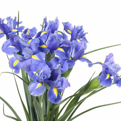 Iris Blue - Bulk and Wholesale