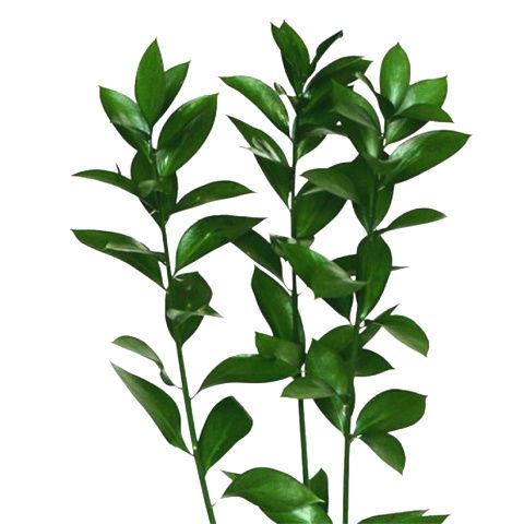 Ruscus Israel - Bulk and Wholesale