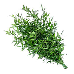italian ruscus plant seeds Ruscus Italian