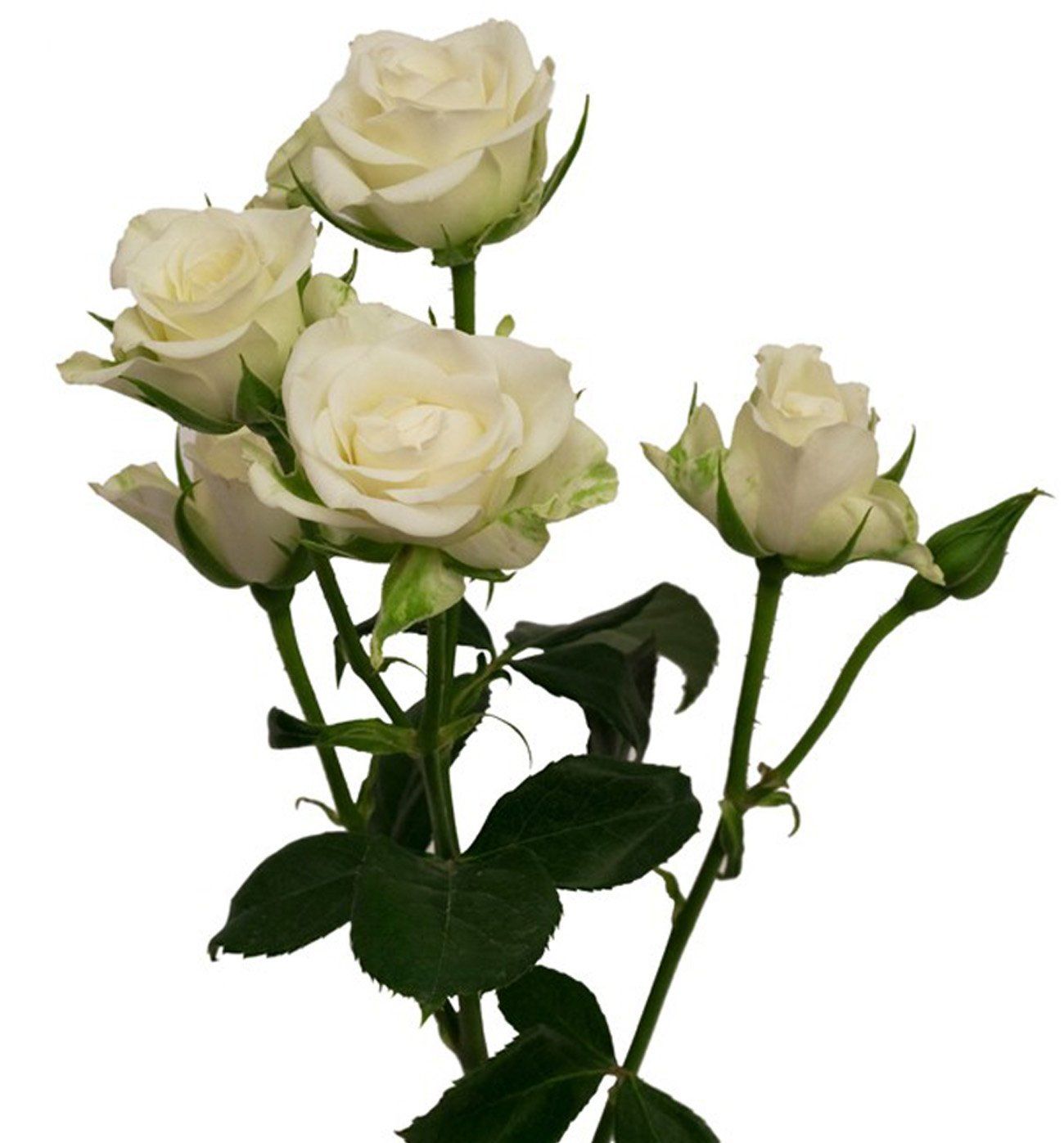 Spray Roses Ivory - Bulk and Wholesale – Bunches Direct USA