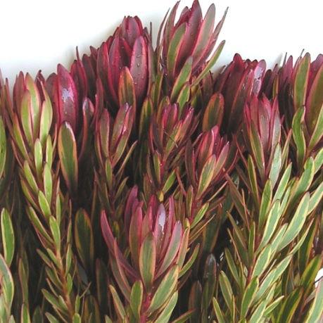 Leucadendron Pink - Bulk and Wholesale – Bunches Direct USA