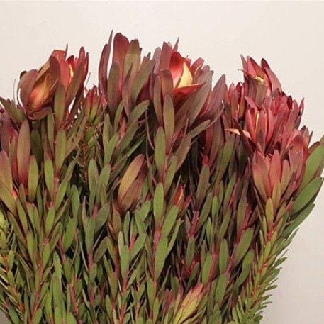 Leucadendron Red - Bulk and Wholesale