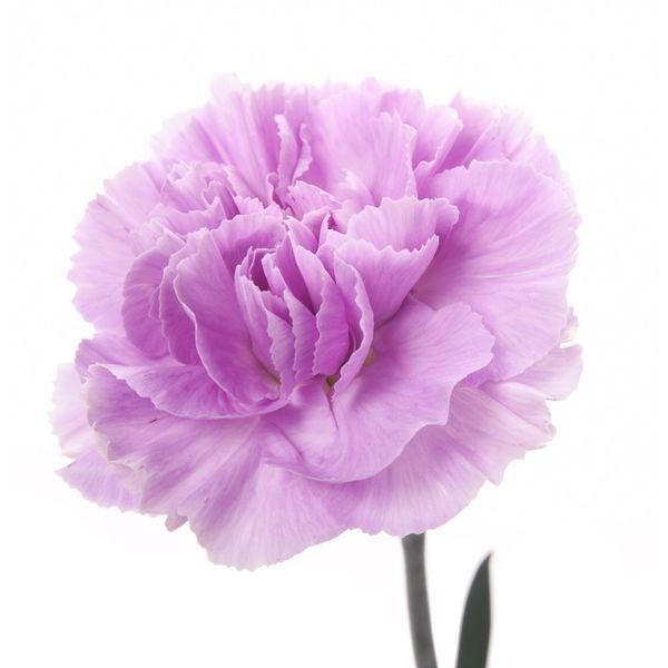 Carnation Lavender - Bulk and Wholesale
