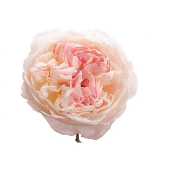 Garden Rose Blush Pink - Bulk and Wholesale
