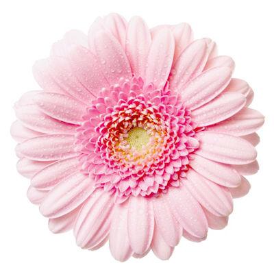 Gerbera Light Pink - Bulk and Wholesale