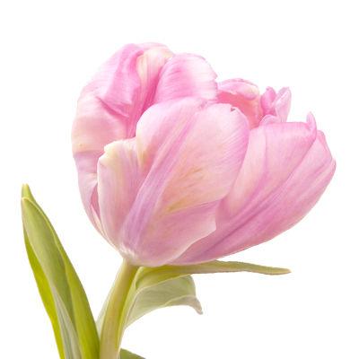 Tulips Light Pink - Bulk and Wholesale