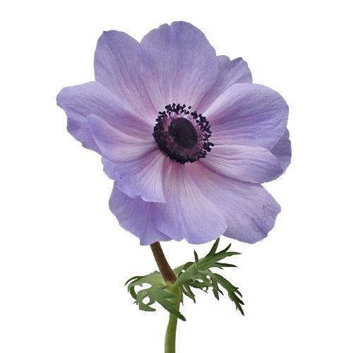 Anemone Lavender - Bulk and Wholesale