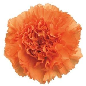 Carnation Orange - Bulk and Wholesale