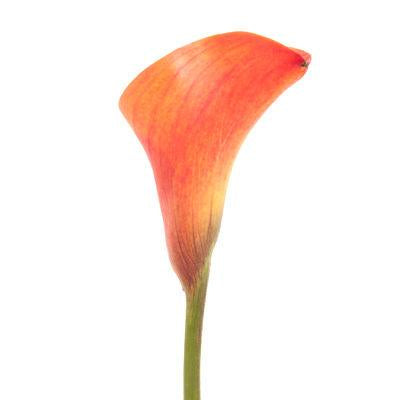 Calla lily Mini Orange - Bulk and Wholesale – Bunches Direct USA