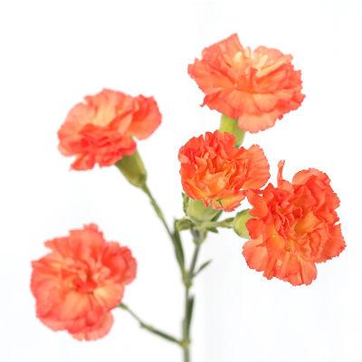 Carnations Mini Orange - Bulk and Wholesale