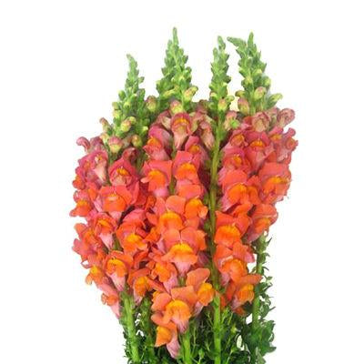 Snapdragons Orange - Bulk and Wholesale