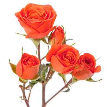 orange spray roses