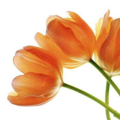 orange tulip bridal bouquet