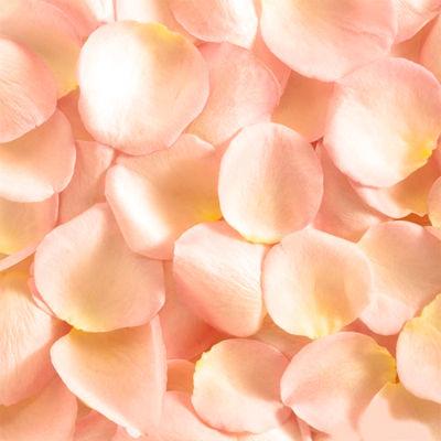 Fresh Peach Rose Petals - Bulk and Wholesale