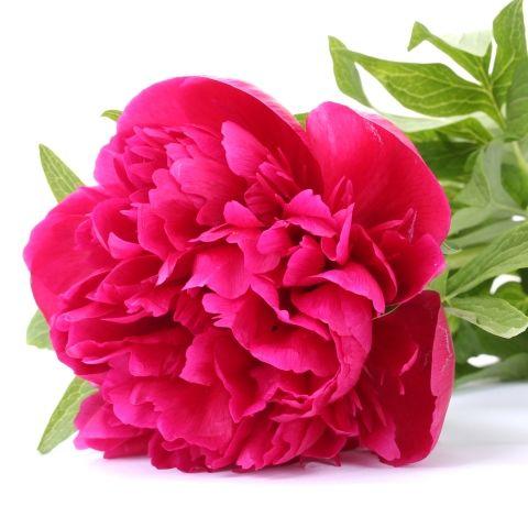 Wholesale peony flower To Beautify Your Environment 