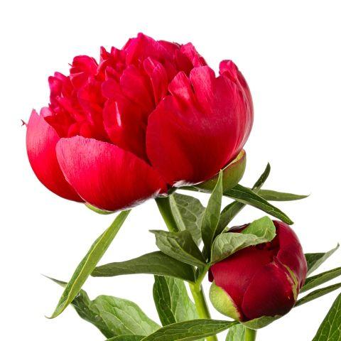 Peonies Red - Bulk and Wholesale