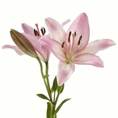 Lilies Asiatic Pink - Bulk and Wholesale