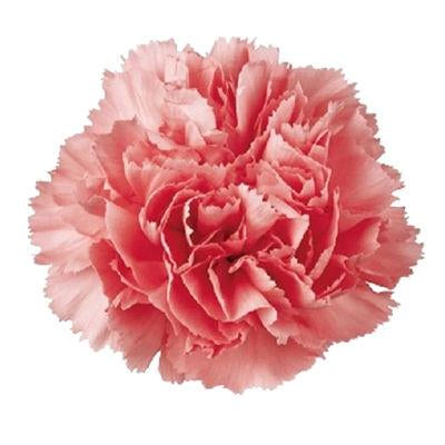 Carnations Light Pink - Bulk and Wholesale