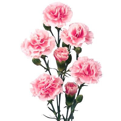 Light Pink Carnation Flowers buy bulk flowers- JR Roses