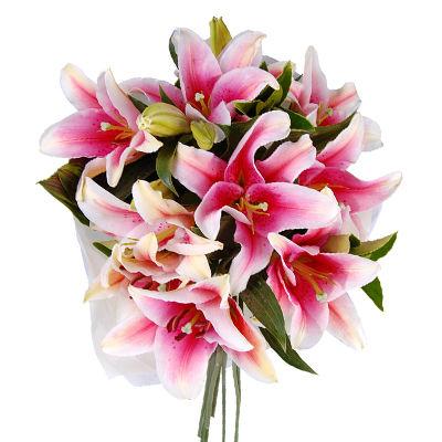 Lily Oriental Pink - Bulk and Wholesale