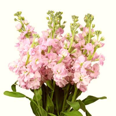 Wax Flower Pink - Bulk and Wholesale – Bunches Direct USA