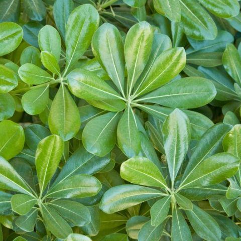 Pittosporum - Bulk and Wholesale