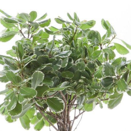 Pittosporum Variegated - Bulk and Wholesale