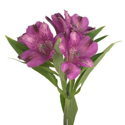 Alstroemeria Purple - Bulk and Wholesale
