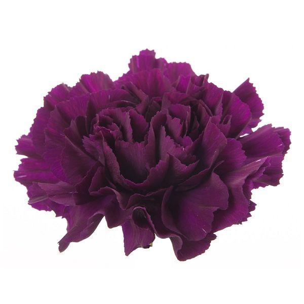 Carnation Mauve Purple with Purple Edges - Potomac Floral Wholesale